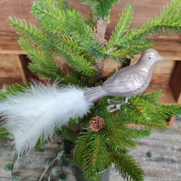 Glasfugl  med fjerhale