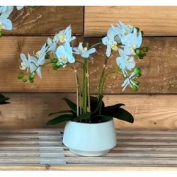 Orkid pink og hvid m/6 stilke