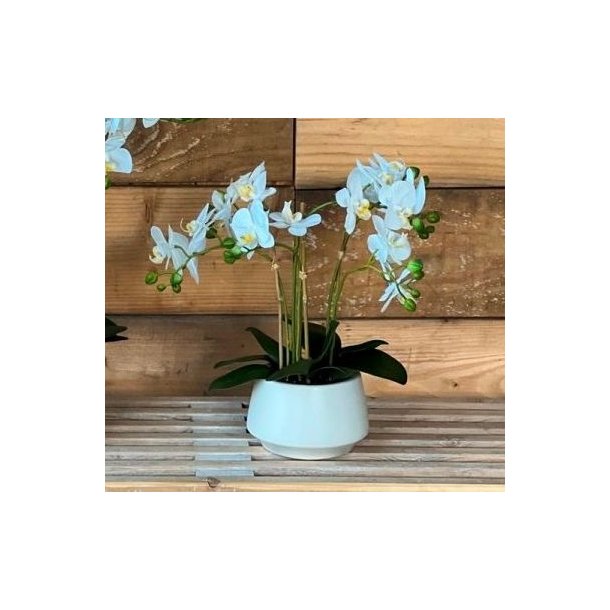 Orkid pink og hvid m/6 stilke