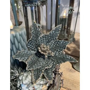 Julestjerne gr�n pynteblomst