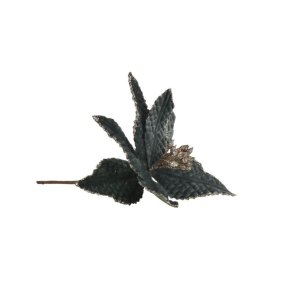 Julestjerne grn pynteblomst