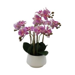 Orkid pink og hvid m/6 stilke