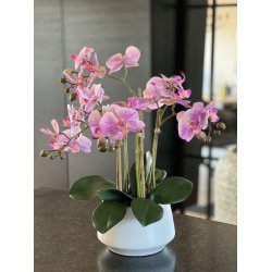 Orkid pink og hvid m/6 stilke