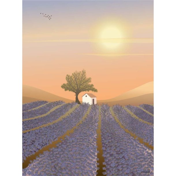 Plakat-Lavender-Field-Front-Vissevasse Plakat med motiv af en lavendelmark ved solnedgang med et lille hus og et tr� i afd�mpede pastelfarver.