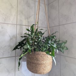 En plante i en flettet s�gr�s-skjuler oph�ngt mod lyse fliser p� et badev�relse.