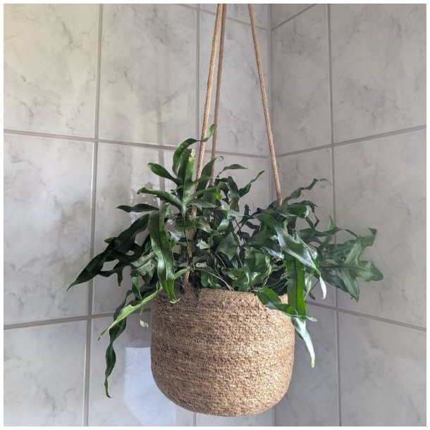En plante i en flettet s�gr�s-skjuler oph�ngt mod lyse fliser p� et badev�relse.