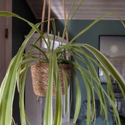 Gr�n plante i en h�ngende urtepotteskjuler af s�gr�s foran en hvid reol i en hyggelig stue.