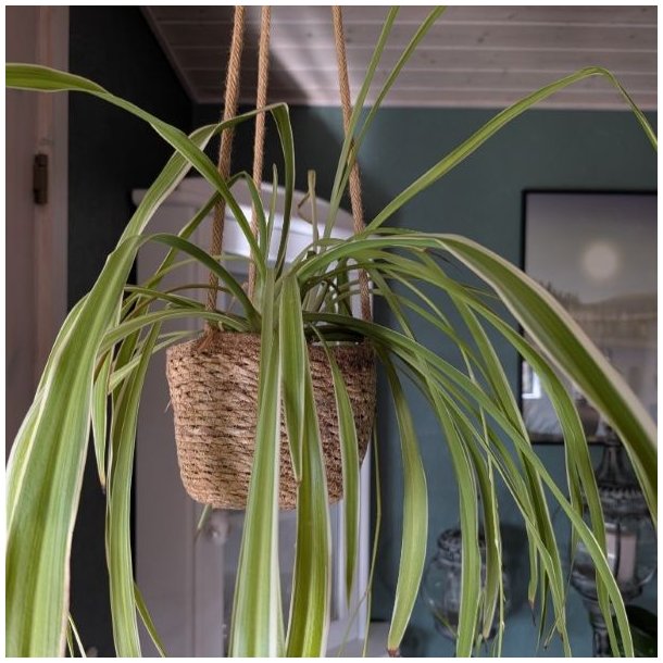 Gr�n plante i en h�ngende urtepotteskjuler af s�gr�s foran en hvid reol i en hyggelig stue.