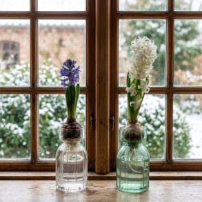 To rillede hyacintglas i henholdsvis klart og gr�nt glas med blomstrende hyacinter i en tr�vindueskarm med sprosservindue.