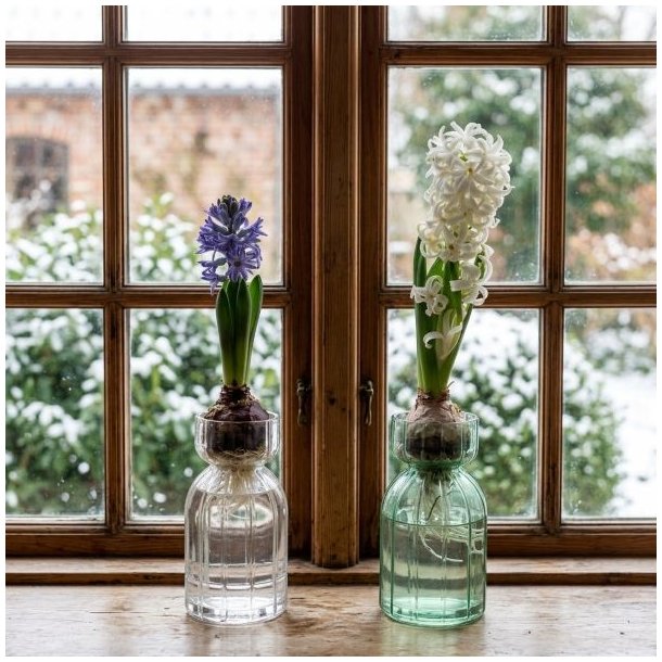 To rillede hyacintglas i henholdsvis klart og gr�nt glas med blomstrende hyacinter i en tr�vindueskarm med sprosservindue.