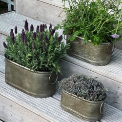 Tre ovale zinkpotter med lavendel og gr�nne planter opstillet p� en tr�tappe udend�rs.