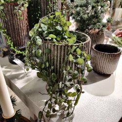 To rillede keramikurtepotter i retrostil i mellemst�rrelse og lille st�rrelse. De st�r p� en hvid flade, og den mellemste potte er fyldt med en h�ngende gr�n plante, mens den lille potte ved siden af er tom. Begge potter har en m�rk, glaseret overflade med en lodret stribet struktur.