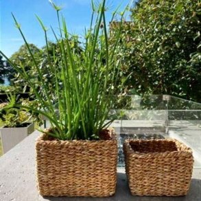 To firkantede skjulerkurve i naturflet med gr�nne planter placeret p� et beton havebord i solskin.