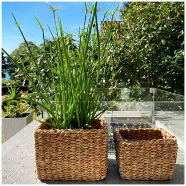 To firkantede skjulerkurve i naturflet med gr�nne planter placeret p� et beton havebord i solskin.