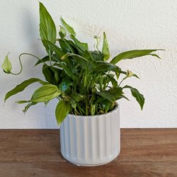 Den lille lysegr� urtepotte p� H11 cm st�r p� et tr�bord med en flot gr�n stueplante.