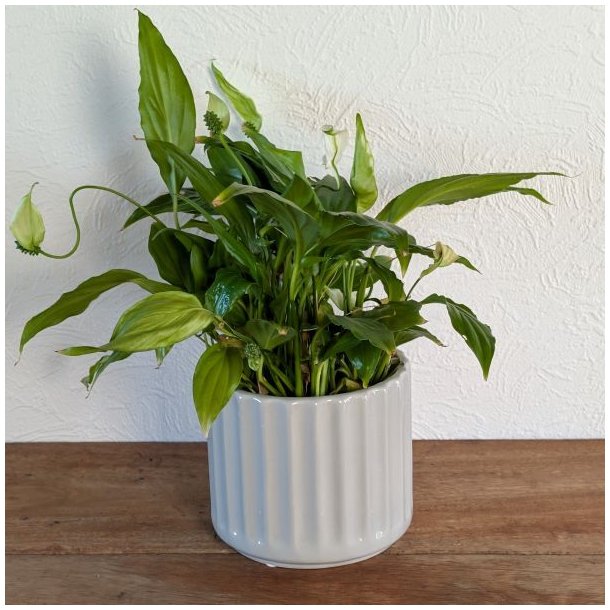 Den lille lysegr� urtepotte p� H11 cm st�r p� et tr�bord med en flot gr�n stueplante.