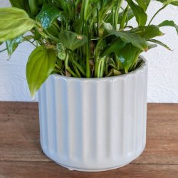 N�rbillede af den lille lysegr� urtepotte i porcel�n med rillet m�nster, hvori der st�r en t�t gr�n plante.