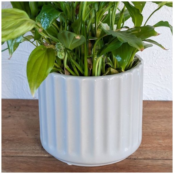 N�rbillede af den lille lysegr� urtepotte i porcel�n med rillet m�nster, hvori der st�r en t�t gr�n plante.