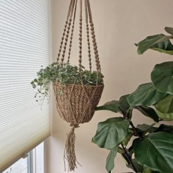 Smukt planteoph�ng i s�gr�s med en gr�n plante placeret ved et lyst vindue i boligen.