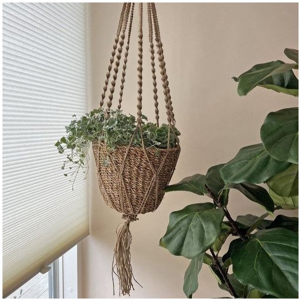 Smukt planteoph�ng i s�gr�s med en gr�n plante placeret ved et lyst vindue i boligen.