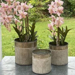 Tre runde urtepotter i zink med smukke lyser�de orkideer placeret p� et havebord i haven.