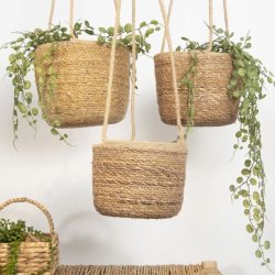 H�ngende urtepotte i s�gr�s med en gr�n plante placeret indend�rs i en lys stue.