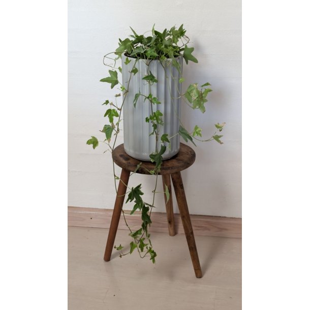 Den lysegr� porcel�nsvase brugt som krukke til en gr�n h�ngeplante. Kombinationen af den gr� glasur og de gr�nne blade skaber en flot naturlig dekoration.