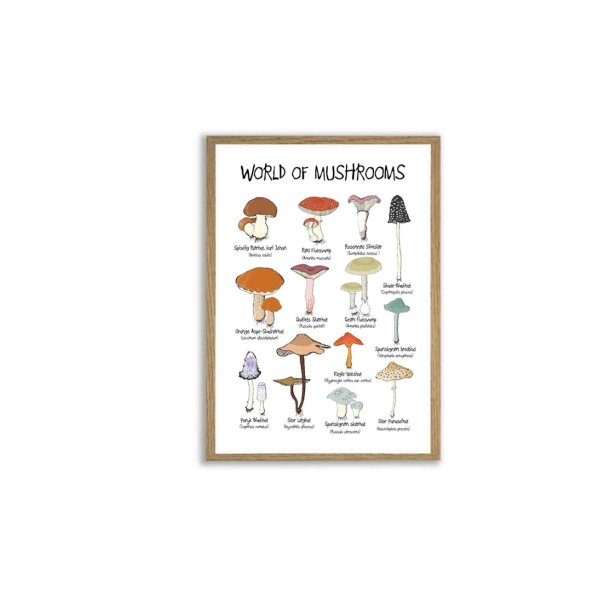 Plakat - World of mushrooms A4 og A3 A3