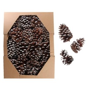 Grankogler store med hvidt sne