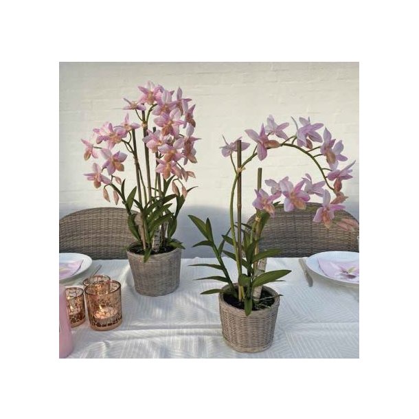 Kunstig orkider, lyserd, 3-grenet og 2-grenet i flettet potte .